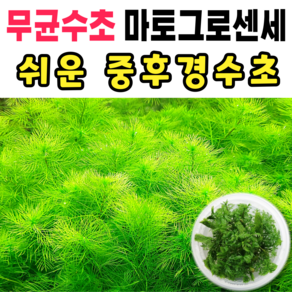 [수초스토어] 무균 밀리오필름마토그로센세 수초 컵 조직배양 / 구피 새우 어항 검역 쉬운 키우기 예쁜 은신처 전경 중경 후경 초보 자연 풍성한 흑사 무이탄 치어 베타 열대어