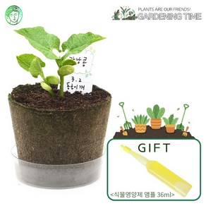 [식물영양제증정]팜팜농장 모종키우기 강낭콩 / 새싹기르기 화분재배 강낭콩키우기