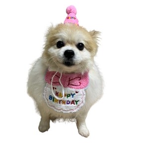 강아지 고양이 생일축하 스카프+꼬깔모자 세트 생일파티세트