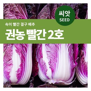 마이플랜트 권농 빨강배추 2호 씨앗 100립, 1개