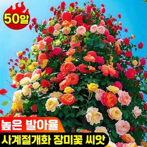 [발아율 99%] 50/100/200/600 넝쿨 장미 씨앗 덩굴장미 모종 장미꽃 씨앗 덩굴식물 사계절 파종 옥상 실외 정원 혼합 색상, 50개