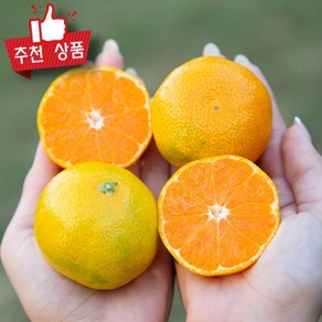 농협상품 밀감 새콤달콤 감귤 제주 노지감귤 비가림 로얄과 1kg(1팩) 1박스