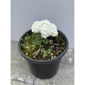 유럽분꽃 15cm 화분묘 묘목(포트묘), 흰색, 1개