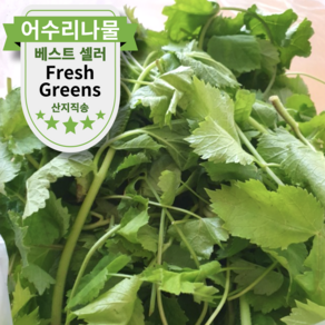 [국내산] 향긋한 햇 어수리나물 신선 제철 봄나물, 2kg, 1박스