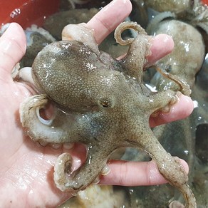 당일조업 태안 서해안 활 쭈꾸미 생물쭈꾸미 냉동 1kg 1개, 급냉 대왕쭈꾸미1kg(중국/12미내외)