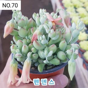 다육식물- 희귀 다육 100가지 모아보기, [NO. 70] 9cm 포트, 1개