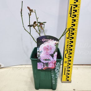 장미묘목 나무 티앤랑로즈 그레이스풀 14cm포트 개화주 가림원예조경, 1개