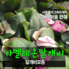 [허브여울모종] 카멜레온 달개비 모종 (서울육묘생산 허브여울판매 정품다육모종), 5개