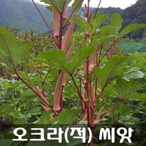 [해피플라워] 식이섬유가 풍부한 건강 채소 적오크라 씨앗 300립 / 봄 여름 파종 웰빙푸드 종자, 1개