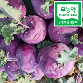 제주 콜라비 친환경 무농약 (제주청춘농장), 1박스, 콜라비 5kg (상품과 6~9과)