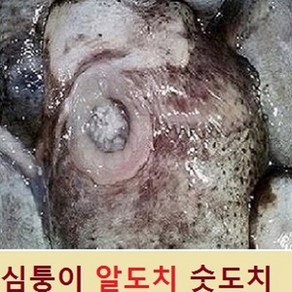 (쌍다리상회) 생물 심퉁이 숫도치 (알도치1마리) 생물