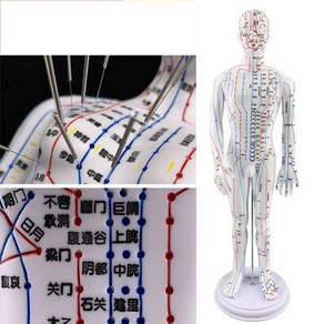 침구동인 경혈 경락 침술 한의원 모형 사람인체 상해, 52cm 백인 남성