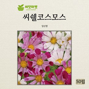 씨쉘코스모스 씨앗 50립, 1개