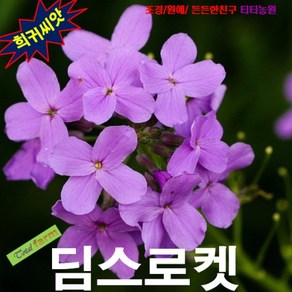 (희귀씨앗) 딤스로켓 25립 주황색 월플라워, 1개