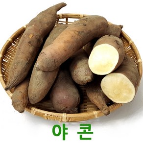 국내산 야콘10kg 생야콘 웰빙푸드 싱싱지오, 국내산 생야콘(보통)10kg, 국내산 생야콘(보통)10kg