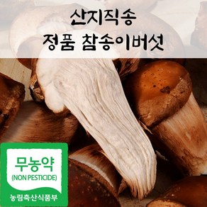 국내산 친환경 정품 참송이 버섯, 1박스, 1kg(하품)