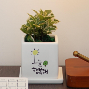 [미니화분] 인테리어소품 공기정화화초 가벼운선물, 오늘 행복해, 피시본, 1개