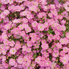 안개초 집시 화이트 딥로즈(종자 꽃씨앗 / 10립)Gypsophila Gypsy