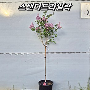 스탠다드라일락(메이어리라일락) H1.2~1.4m, 1개, 스탠다드형