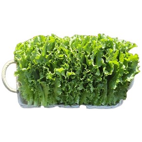 [당일수확] 농가직송 국내산 청상추 꽃상추 1kg 2kg 4kg 한박스, 청상추 1kg, 1개