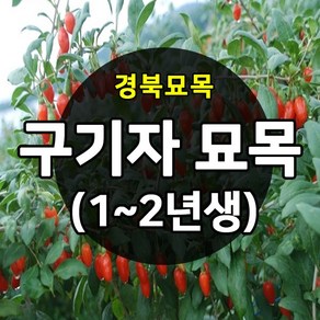 [경북농원] 구기자묘목 왕구기자묘목 1-2년생 약용수 판매