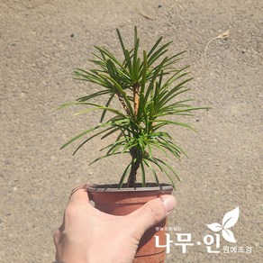 [나무인] 금송 포트묘 키20cm, 1개