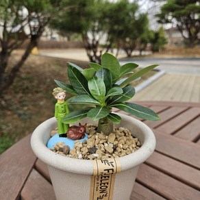 어린왕자와 미니바오밥나무 석화 공기정화식물세트, 1개, 단일
