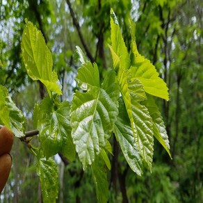 [산지농가직송]충남서산 뽕잎 생뽕잎1kg, 1kg, 1개
