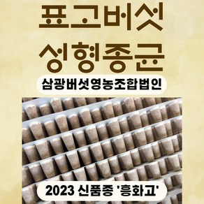 25년 신품종 '흥화고' 표고성형종균 흥화고 표고종균 백화고버섯 1판 607구, 표고성형종균 1장