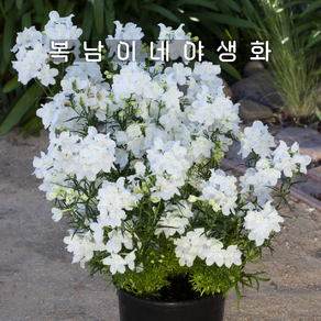 미니델피늄 헝키도리 화이트[3개 복남이네야생화 모종 델피니움 락스퍼 delphinium], 3개