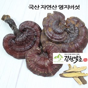 국산 자연산 영지버섯300g 강원도 에서 채취한 자연산 영지버섯 을 판매 합니다., 손가락 굵기 400g, 1개, 300g