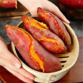 [단하루20명한정최저가] 프리미엄당도 엄격선별 베니하루카 호박고구마, 1세트, 2kg(대)