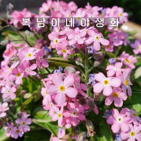 밥꽉찬 분홍 물망초 [4개 복남이네야생화 모종 마이오소티스 myosotis], 4개