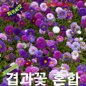 겹과꽃 Ostich Feathe 혼합 10립 씨앗 구근 모종 꽃씨 봄 여름 가을 겨울 희귀 심는꽃 야생화