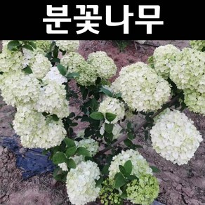 분꽃나무(차이니즈스노우볼) 묘목 4치포트 1개/정원수 조경수, 1개