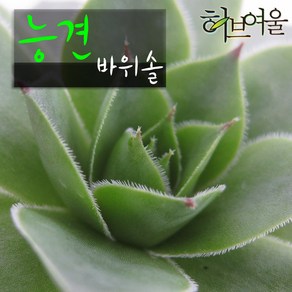 [허브여울바위솔] 능견 바위솔 (노지월동) 지름 9cm 소품 다육화분, 1개