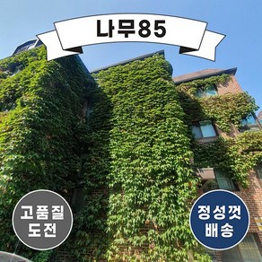 (나무85) 미국담쟁이 포트 (10개묶음), 10개