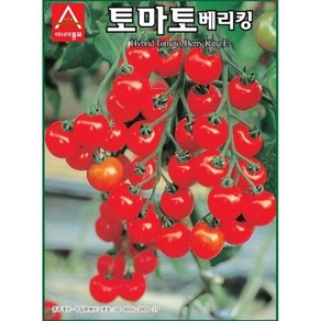 A-토마토-베리킹 50립 채소 종자