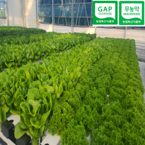 [도하팜] 유러피안 채소 1kg/500g 수경재배 무농약 GAP 유럽샐러드 믹스 유럽상추 모듬채소 버터헤드 프릴아이스 카이피라등, 1개, 1kg