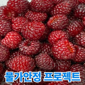 청담농수산 산지직송 국내산 새콤달콤 생 산딸기, 1개, 특품 500g