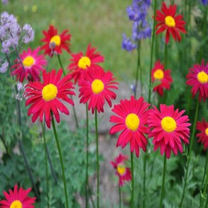 [꽃씨] 로빈슨데이지 레드 (페르시아국화 Tanacetum coccineum) 20립, 1개