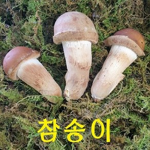 곡성 무농약 참송이버섯 1kg /500g (2시전 주문시 내일도착)