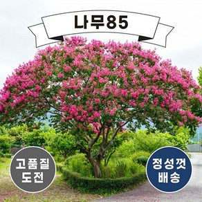 (나무85) 배롱나무(목백일홍) 12종 시리즈, 1개