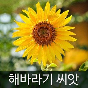 해바라기씨앗 해바라기 씨앗 꽃씨 꽃씨앗 종자 30알, 1개