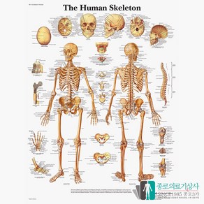 3B Scientific 전신골격 인체해부차트 VR1113 The Human Skeleton 골격구조 병원액자, 액자없음, 1개