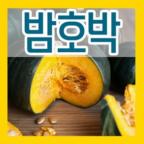 밤호박 씨 30립 단호박 씨앗 종자판매 파종재배