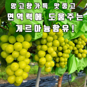 게르마늄 고당도 샤인머스켓 망고포도 2kg 4kg, 1박스, 가정용 게르마늄 고당도 사인머스켓 2kg(3~5수)