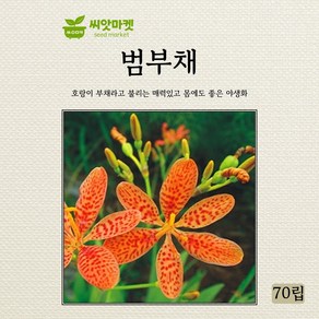 아람종묘 범부채 씨앗 70립, 1개