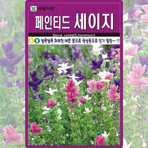 아람종묘 페인티드 세이지 씨앗 100립, 1개