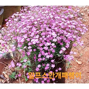 [비젼플라워] (야생화놀이터)----노지월동-베란다월동^^패랭이-알프스안개패랭이-핑크, 1개, 00